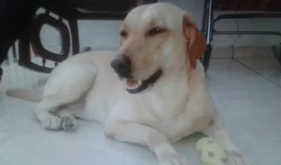 'Luna' perrita perdida.