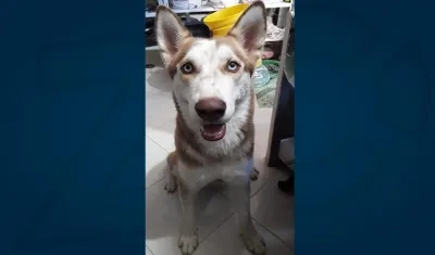 'Victoria', perrita extraviada.
