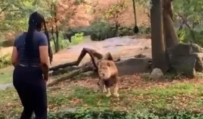 Mujer se cuela en la jaula de un león en New York (EE.UU.).