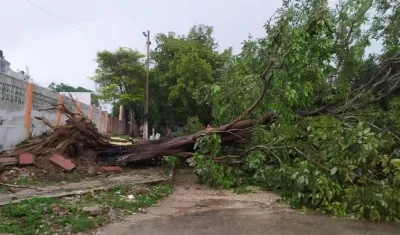 Árbol caído tras el vendaval en el municipio de Baranoa.