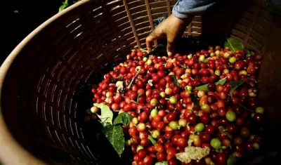 Espíritu de Paz es cultivado en el departamento del Cauca.