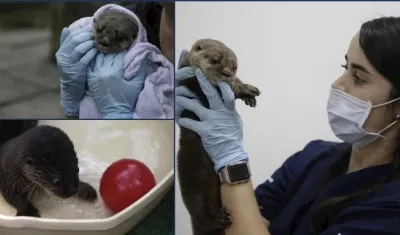 Una pareja de veterinarios se encarga de cuidar a la nutria.
