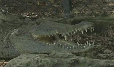 Caimán aguja, nuevo alcalde del Zoológico de Barranquilla.