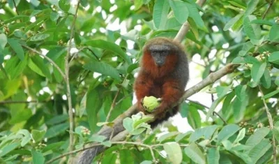 Plecturocebus caquetensis.