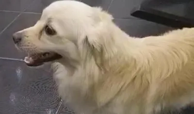 'Matius', perrito extraviado.