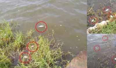 Peces muertos en el Lago del Cisne.