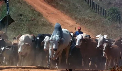 Colombia espera aprovechar que tiene el cuarto hato ganadero más grande de América Latina.