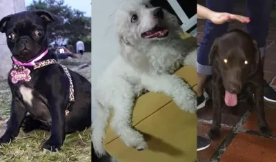 Dos perros extraviados y uno encontrado.