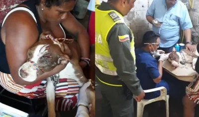 Así quedó el perro tras el brutal ataque.