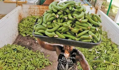 Los talleres sobre el hongo Fusarium, serán en Costa Rica, Colombia y Ecuador.