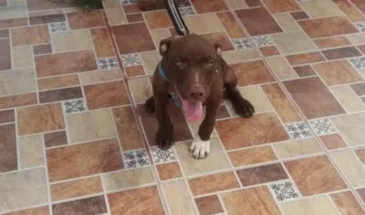 'Tempo', mascota perdida en el barrio Por Fin.