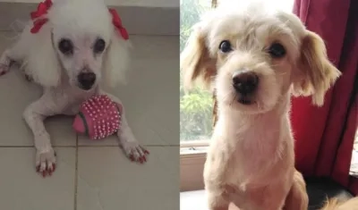 'Preciosa' y 'Gaviota', perritas extraviadas.