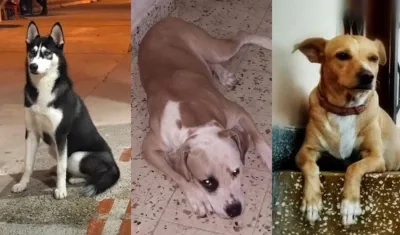 'Niña', 'Rocky' y 'Luna', mascotas extraviadas.