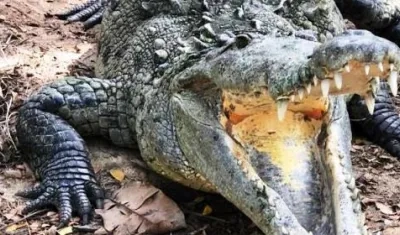 Caimán aguja, nuevo alcalde del Zoológico de Barranquilla.