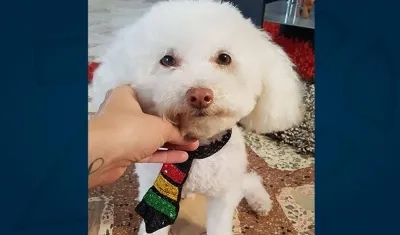 'Deal', perrito extraviado.