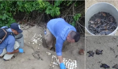 En el Parque Tayrona, nacieron 67 tortugas carey.