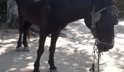 La Policía logró la incautación de un caballo en el barrio Los Cocos del municipio de Soledad.