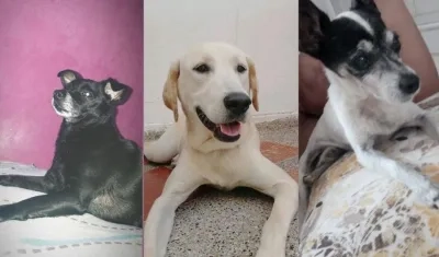 ‘Niña’, ‘Luna’ Y ‘Coki’, mascotas extraviadas.
