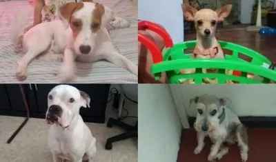 Perritos extraviados.