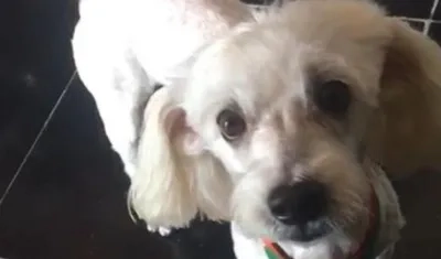 'Luckys', perrito extraviado.