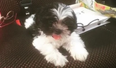 'Berlín Andrés', perrito extraviado.