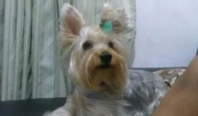 Desde el 22 de diciembre se extravió una yorkshire terrier.