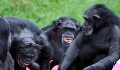 Chimpancés