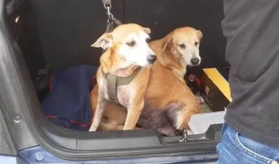 Bingo y Canela, perritos extraviados.