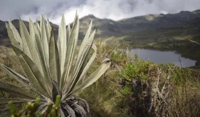 Páramo de Chingaza.