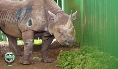 La rinoceronte Fausta.