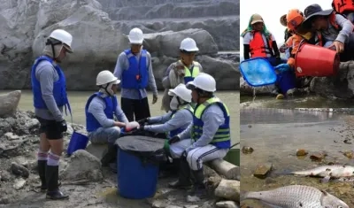 Cuadrillas de EPM intentan salvar peces, pero la mortandad alcanza los 50 mil peces.