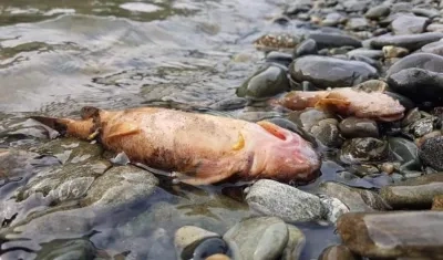 Los peces siguen muriendo.