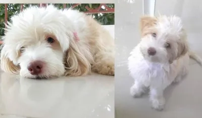 'Muñeca' mascota perdida.