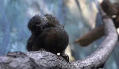 Cría de tití pigmeo cargada por su madre.