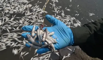 Las especies halladas en el puerto de Sabanagrande.