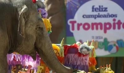Registro del cumpleaños 56 de la elefanta "Trompita"