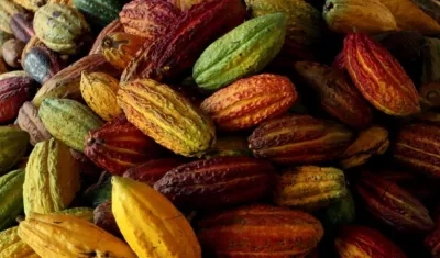 Frutos de cacao colombiano.