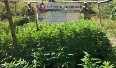 Este es el cultivo de marihuana de 'Los Pachenca' encontrado por la Fuerza Aérea.