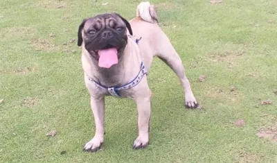 'Simón', el pug de 2 años, que se perdió en Los Almendros.