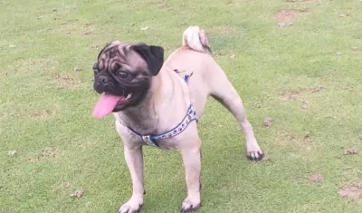 'Simón', el pug de 2 años ya regresó a su casa. Dueño pagó rescate.