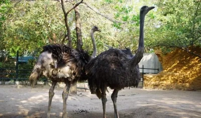 Nuevas avestruces del Zoológico de Barranquilla.