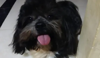 'Junior' perrito perdido.