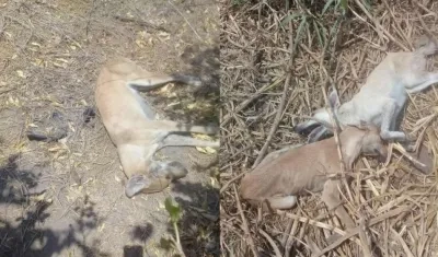 Los perros muertos dentro de la finca.