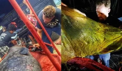 Darrell Blatchley realizó la autopsia al cetáceo.