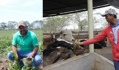 Sorgo Forrajero JJT-18 de Agrosavia es un suplemento vitamínico para enfrentar la época de sequía.