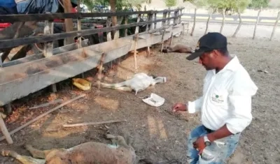 Mortandad de animales en Aguada de Pablo.