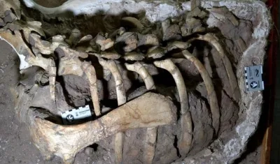 Nueva especie de dinosaurio ornitópodo.