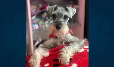 'Louis' perrito perdido.