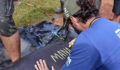 Grupo de trabajadores del INPA junto a uno de los manatíes que fueron liberados en la reserva de desarrollo sostenible Piagaçu-Purus, un área a 173 kilómetros de Manaos.