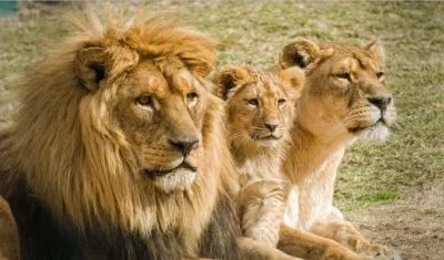 Leones, especie que habita en el parque natural Kruger de Sudáfrica. 